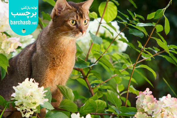 دستشویی کردن گربه خارج از خاک و در خاک طبیعی