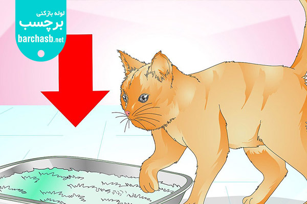 دستشویی کردن گربه خارج از خاک به علت کثیف بودن خاک