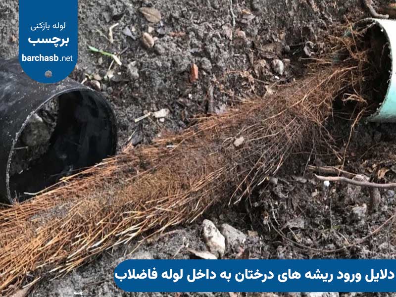 دلایل ورود ریشه های درختان به داخل لوله فاضلاب